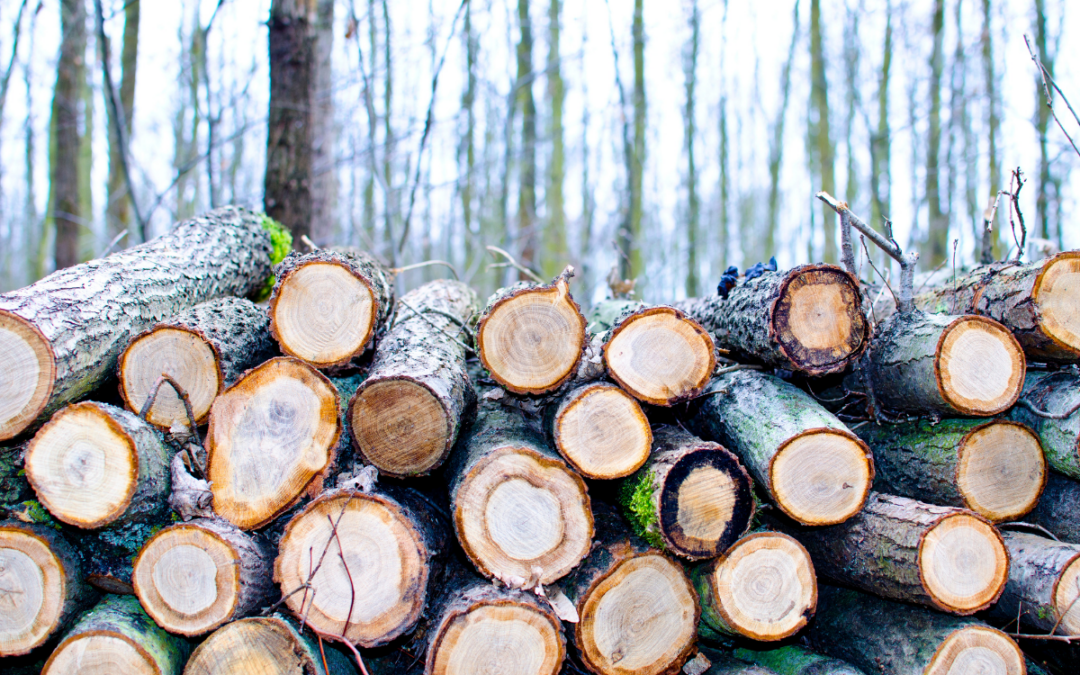 Timber from Russia and Belarus considered ‘conflict timber’